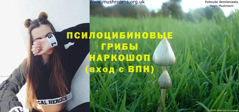 гидра вход  Тарко-Сале  Псилоцибиновые грибы Magic Shrooms 